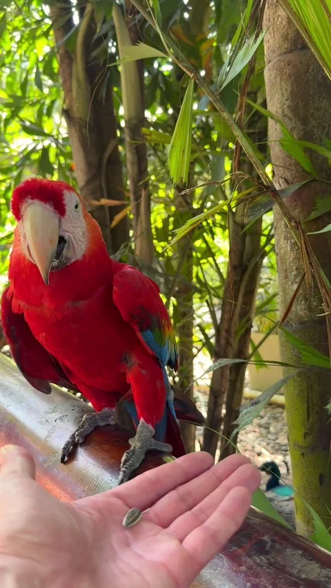 Bright red parrot feeding from human hand Stock-Footage 314039971