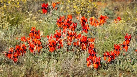 A bright red patch of Sturt's Desert peas with pods. 스톡 사진
