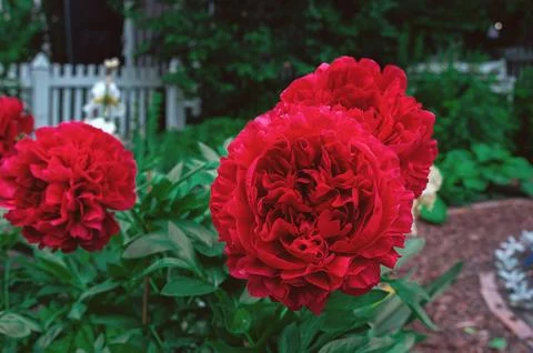 Bright red peony Carol. Ruby-colored large-flowered peony bush in the garden Stock Photos