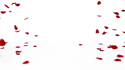 The bright red petals of roses falling down on white floor Stock Footage 85906662