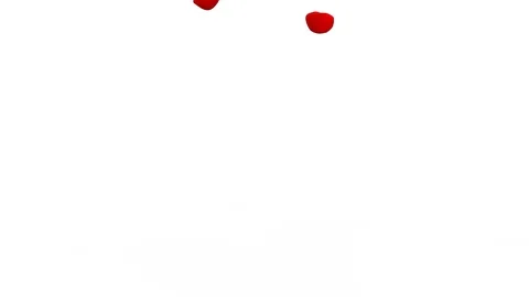 The bright red petals of roses falling down on white floor Stock Footage 85907447