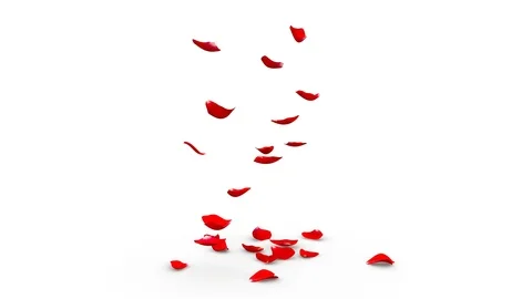 The bright red petals of roses falling down on white floor Stock Footage 85907650