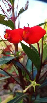 Bright red Stock Photos