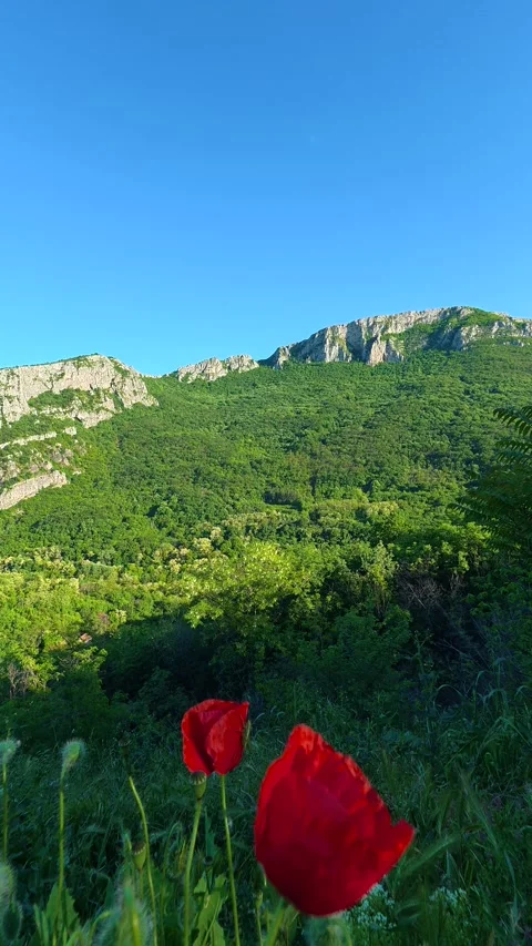 Bright red poppies bloom in sunlit meadow. Sicevo Gorge, Serbia. Vertical Stock Footage 337058425
