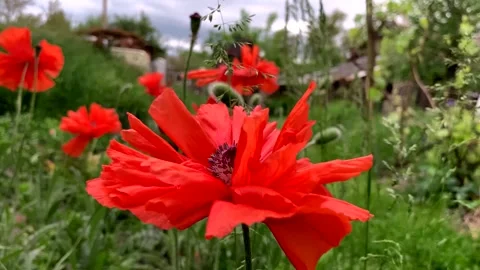 Bright red poppy flower close up. Stock Footage 336014151