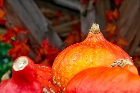 Bright Red Pumpkins on Leaf Background Outdoors Autumn Fall Decoration Stock Photos