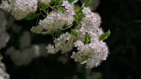 Bright red pyracantha Stockbeeldmateriaal 314435153