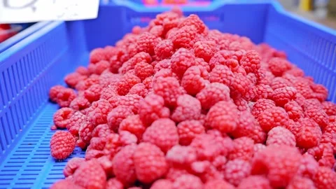 Bright Red Raspberries In Blue Box Market Scene Handheld Side Motion Stock Footage 333817383