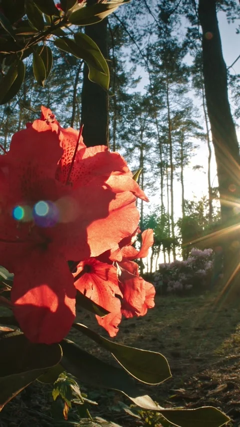 Bright red rhododendron blooming in a spring forest with golden sunburst Stock Footage 341340928