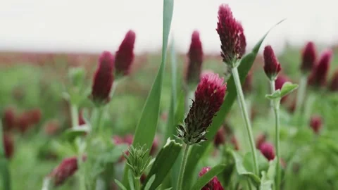 A bright red rich clover field swaying in the wind. clover plantation Stock Footage