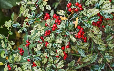 Bright red ripe cotoneaster berries on bush branches with textured green le.. Stock Photos