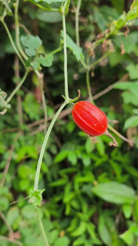 Bright Red Ripe Wild Cucumber Fruit Hanging on Vine Stock Footage 346544557
