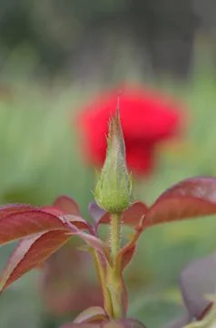 Bright red rose in the background with a budding green rose in the foreground Stock Photos