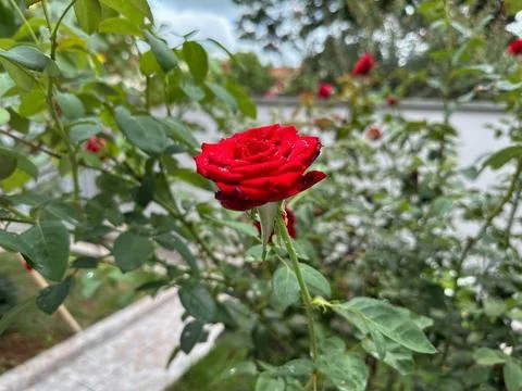 Bright red rose in bloom Stock Photos