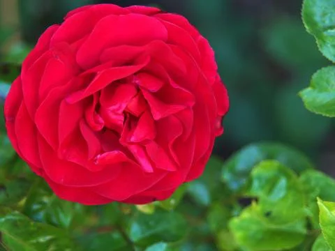 Bright red rose close up Stock Photos