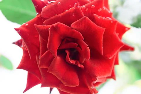 Bright red rose. Close-up. Red bud, Flowers Stock Photos