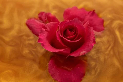 Bright red rose gently floating in golden water creates a serene and vibrant Stock Photos