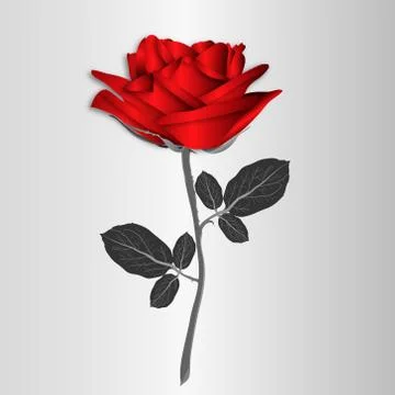 Bright red rose on gray stem isolated. Vector illustration Stock Illustration