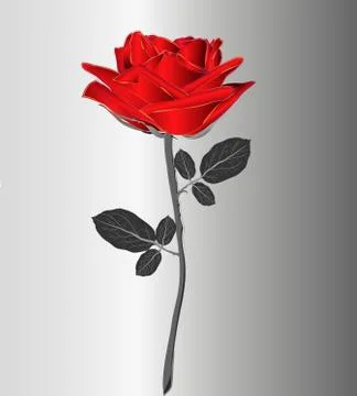 Bright red rose on gray stem isolated. Vector illustration. Wedding, birthday Stock Illustration