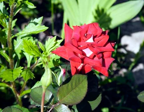 Bright red rose Stock Photos