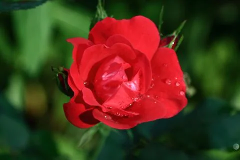 Bright red rose with raindrops Stock Photos