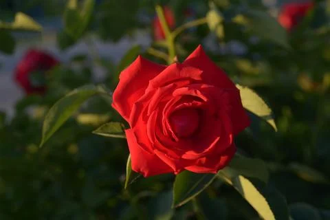 A bright red rose at sunset Stock Photos