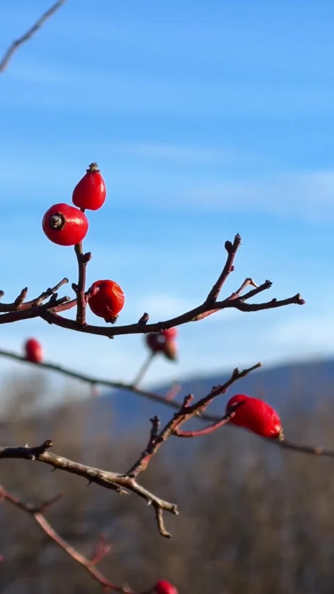 Bright red rosehips hanging on thin leafless branches against a clear blue 库存影片 345746252