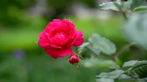 Bright red roses on a flowerbed Stock Footage 311936159