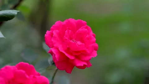 Bright red roses on a flowerbed Stock Footage 311936165