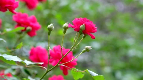 Bright red roses on a flowerbed Stock Footage 311936182