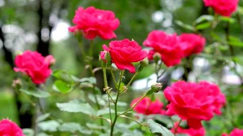 Bright red roses on a flowerbed Stock Footage 311936203