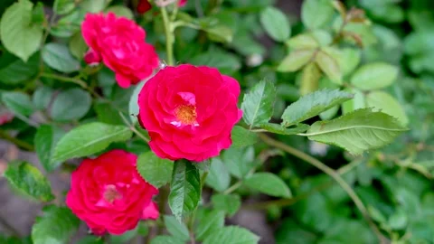 Bright red roses on a flowerbed Stock Footage 311936209