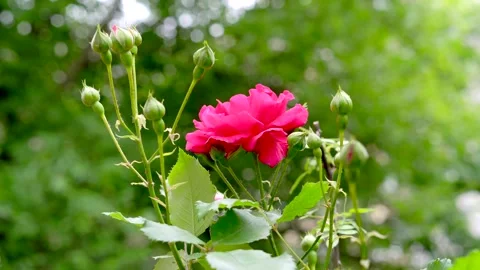 Bright red roses on a flowerbed Stock Footage 311936249