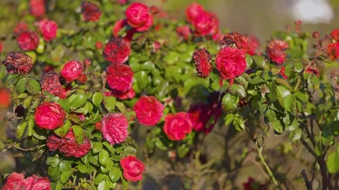 Bright red roses in full bloom mixed with wilting blossoms, surrounded 動画素材 294978687