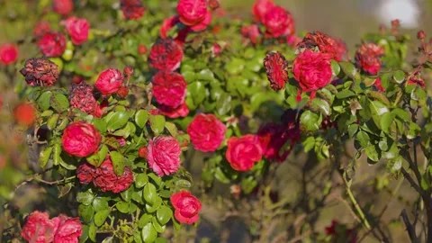 Bright red roses in full bloom mixed with wilting blossoms, surrounded Stock Footage 295475299