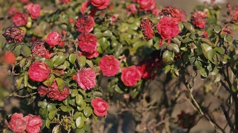 Bright red roses in full bloom mixed with wilting blossoms, surrounded Video stock 299898892