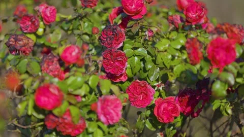 Bright red roses in full bloom mixed with wilting blossoms Stock Footage 301922240