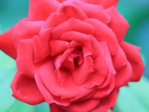 Bright red roses Stock Photos