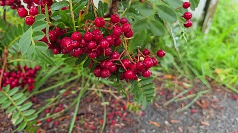 Bright red rowan berries after rain. Stock Footage 341355423