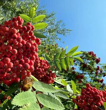 Bright Red Rowan Berries Shine Under the Clear Blue Sky in Autumn Stock Photos