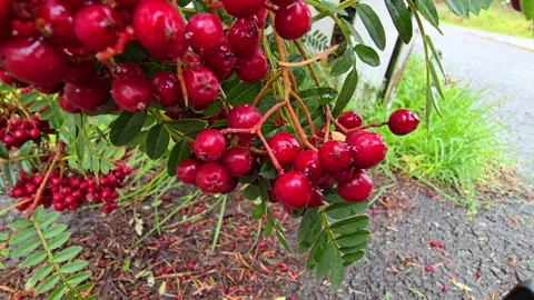 Bright red rowan berries  sways after rain . Stock Footage 341355393