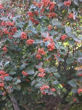 Bright red Rowan 写真素材