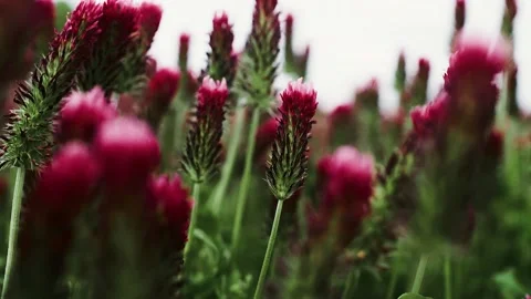 Bright red saturated clover field Stock Footage