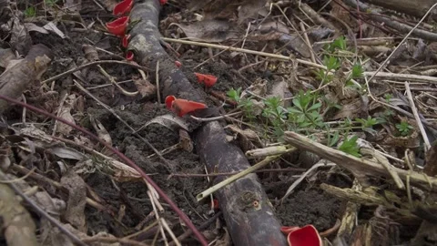 Bright Red Scarlet Elf Cup Fungi on Forest Floor Stock Footage 307841492