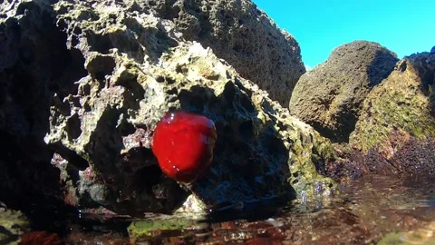 Bright red sea anemone. Stock Footage 146615780