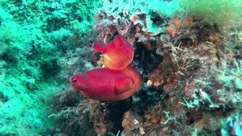 Bright Red Sea Squirts Attached to Coral Reef Underwater Stock Footage 315214055