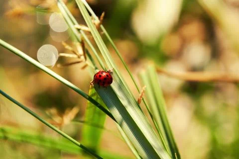 Bright red small ladybug on the sharp green leaf Stock Photos