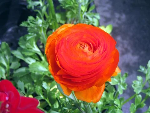 Bright-red spring flower. Stock Photos
