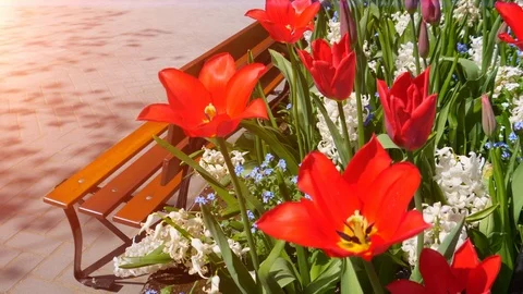 Bright Red Spring Flower Plants Blooming Large Petals, Floral Spring Nature Stock Footage 99221330