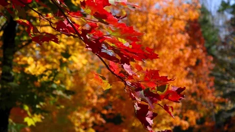 Bright red sugar maple tree branch in autumn time, shallow depth of field. Stock Footage 315801031